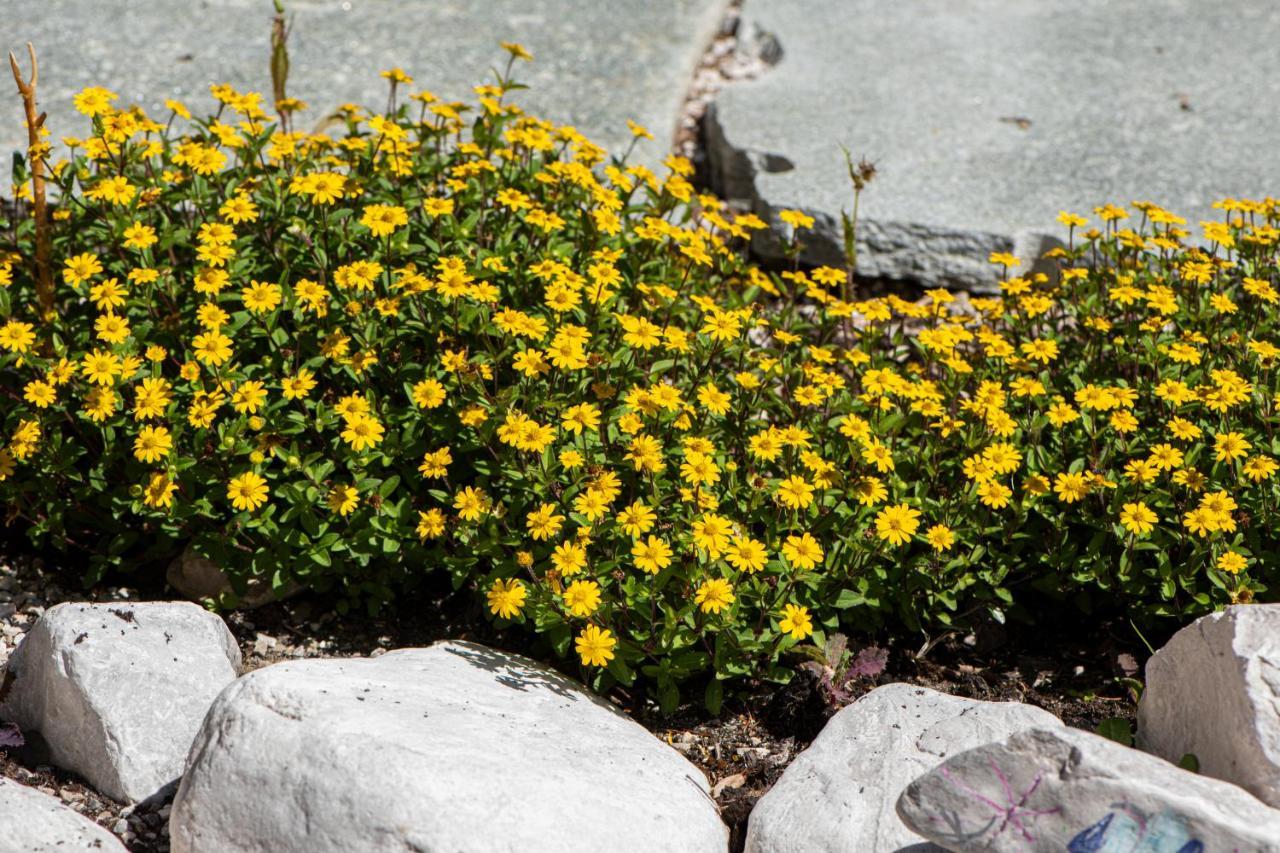 Alpe Goldener Hirsch * Scharnitz